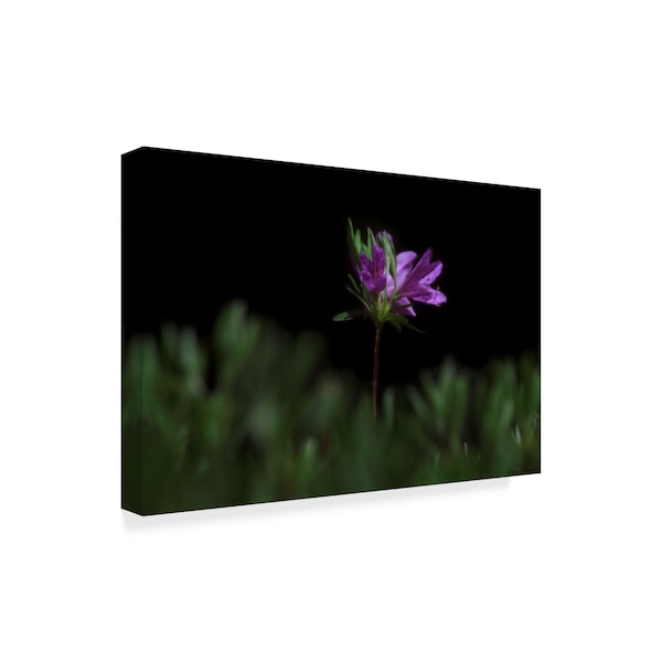 Ian Tornquist 'Night Bloomer' Canvas Art,12x19